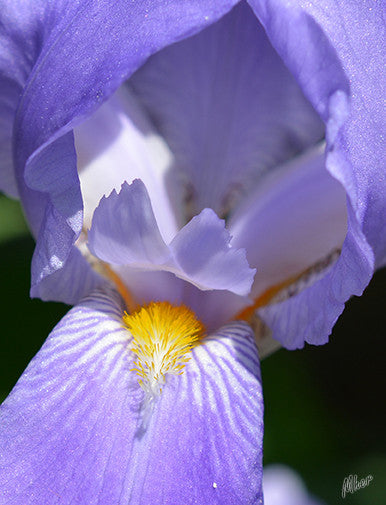 Flowers Purple Iris