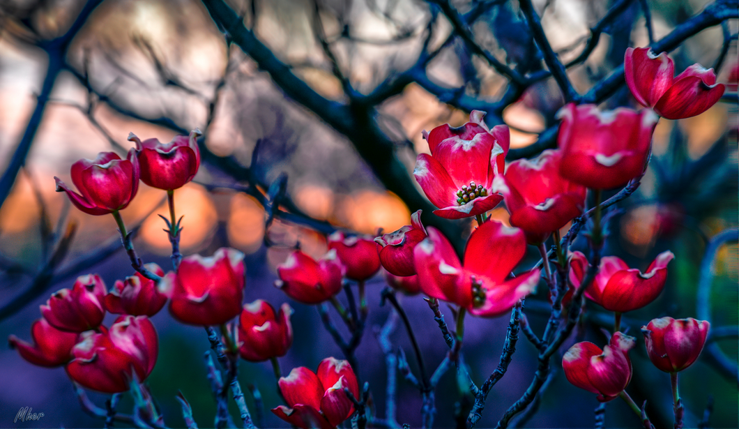 Red flowers branch