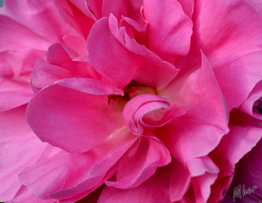 Pink Flower macro