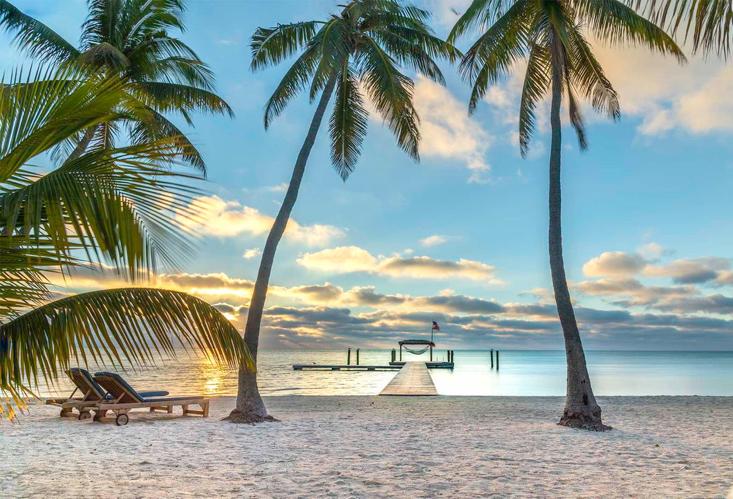 Palm Trees in Florida Keys
